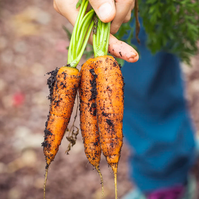 Create a Sustainable Food Source Off-Grid