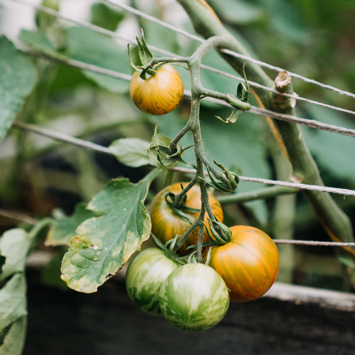 Embrace Permaculture Principles for Off-Grid Living