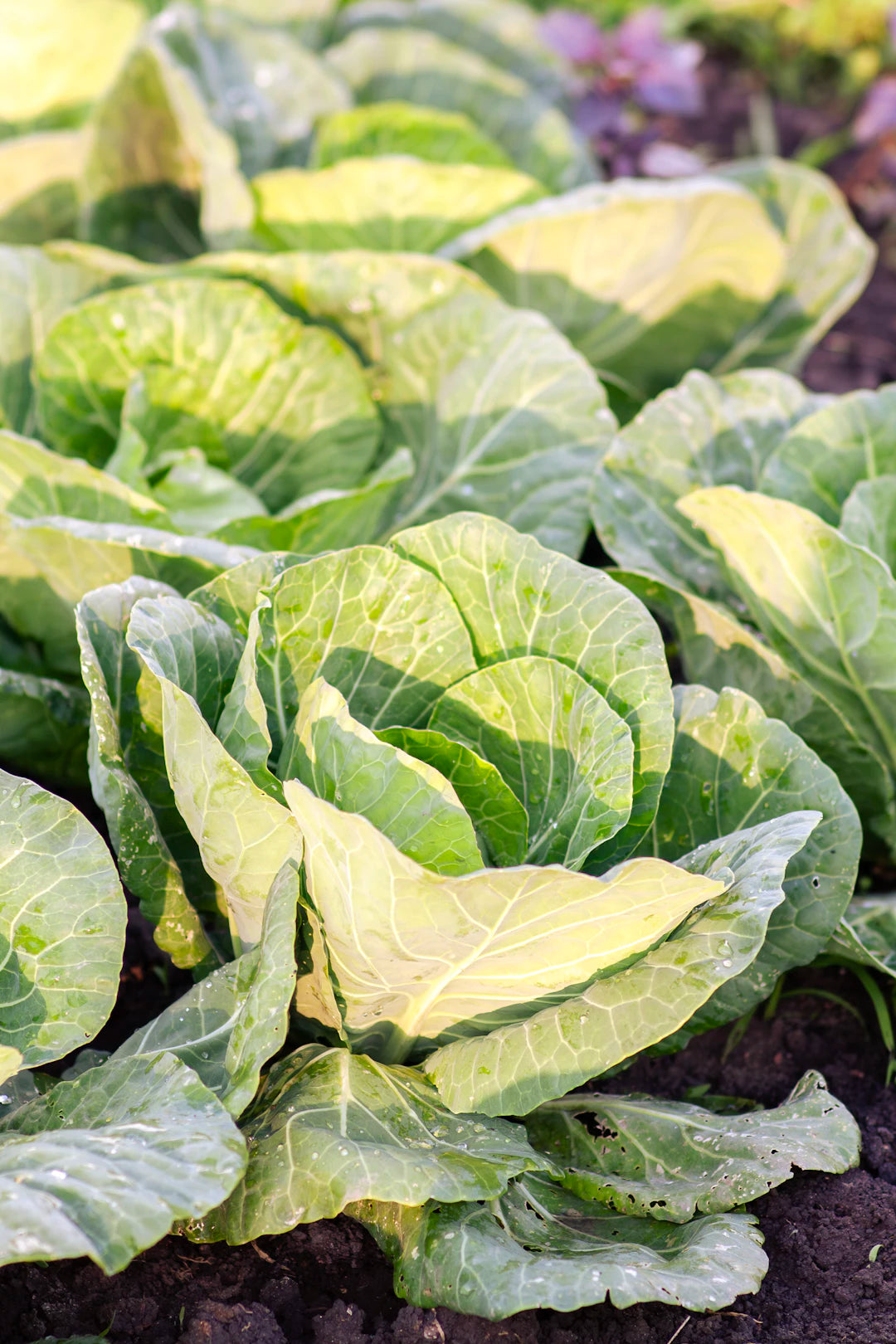 Building a Sustainable Garden for Off-Grid Living — Modern Homestead Co.