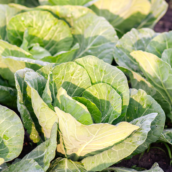 Building a Sustainable Garden for Off-Grid Living